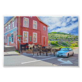 Foto Comité de Bienvenida de Donkey, Cripple Creek Colo