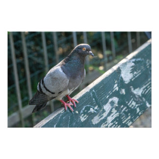 Foto Common Pigeon Perched on a Wooden Bench in the Par