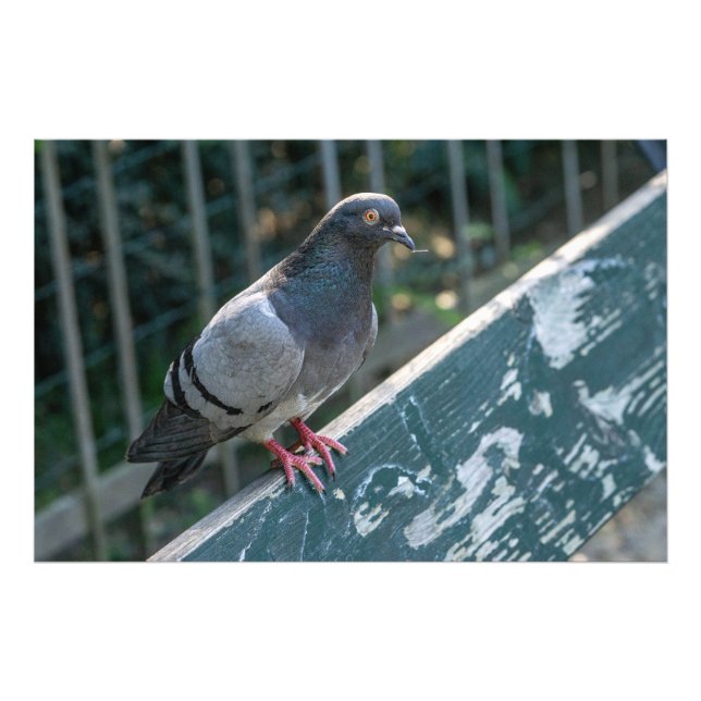 Foto Common Pigeon Perched on a Wooden Bench in the Par (Frente)