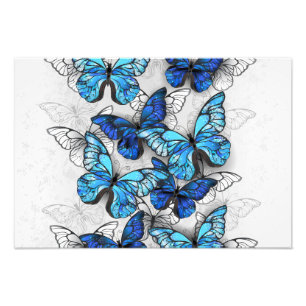 Foto Composición de las mariposas blancas y azules
