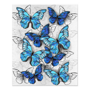 Foto Composición de las mariposas blancas y azules