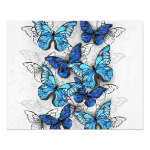 Foto Composición de las mariposas blancas y azules