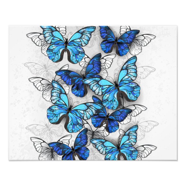 Foto Composición de las mariposas blancas y azules (Frente)
