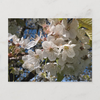 Foto con tarjeta postal floral con flores blancas