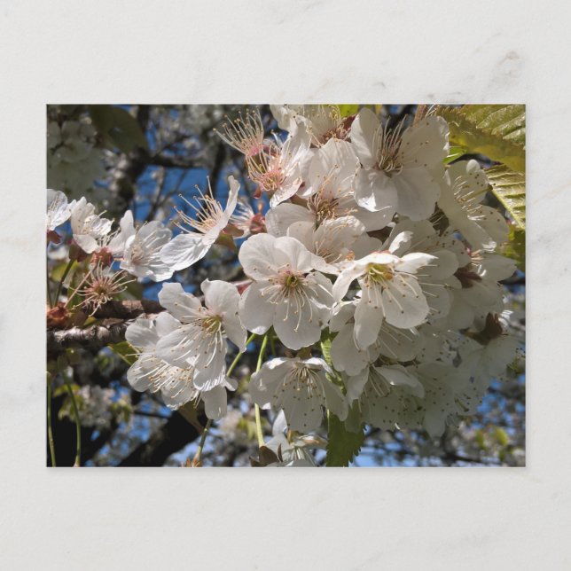 Foto con tarjeta postal floral con flores blancas (Anverso)