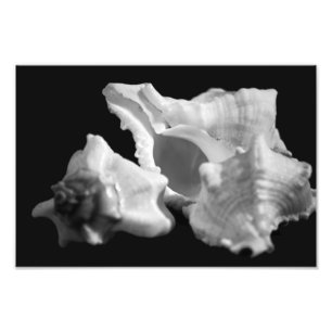 Foto Conch en blanco y negro