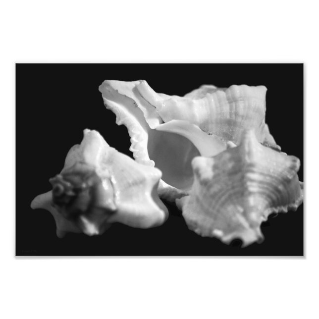 Foto Conch en blanco y negro (Frente)