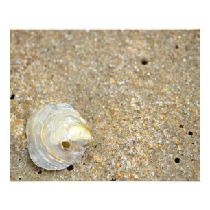 Foto Concha opal brillante en la playa de arena cercana