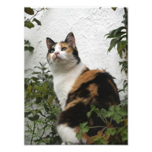 Foto Concha y gato blanco
