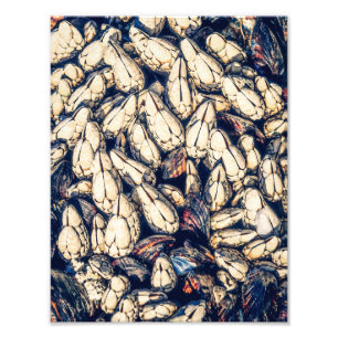 Foto Conchas marinas: golosinas y mejillones