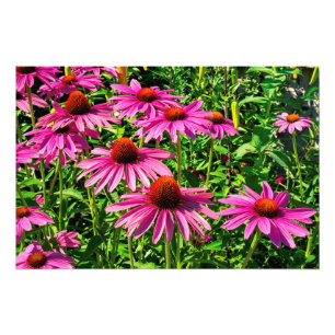 Foto Coneflowers púrpura