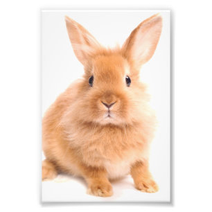 Foto Conejo