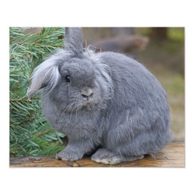 Foto Conejo (Frente)