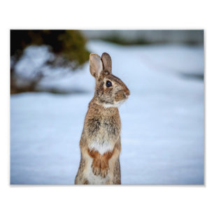 Foto Conejo 10x8 en la nieve