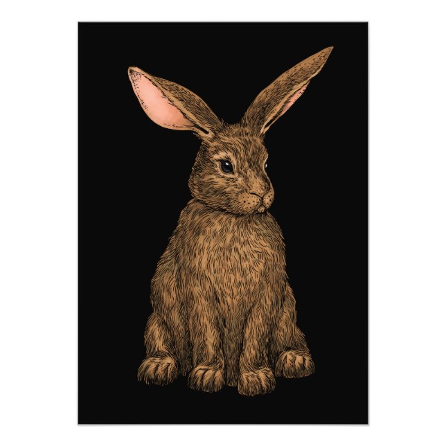 Foto Conejo 3 (Frente)