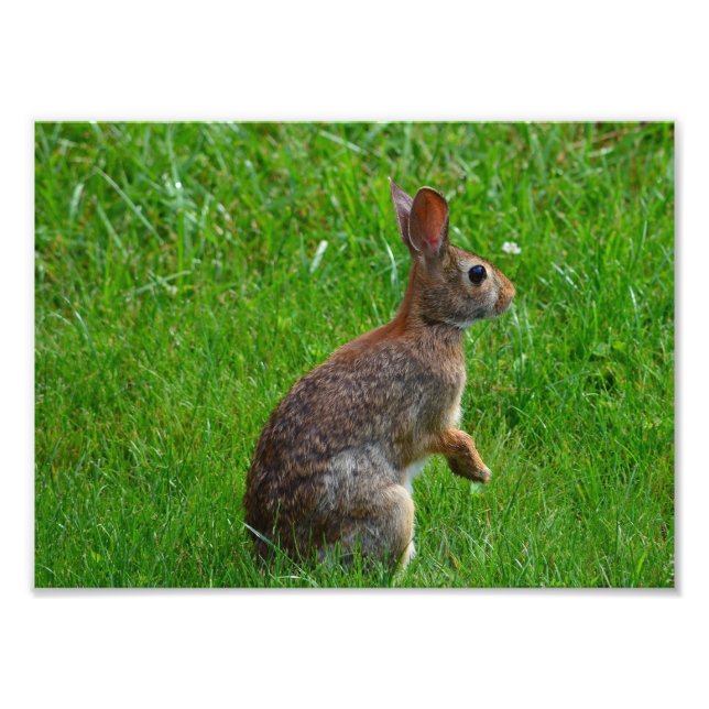 Foto Conejo Cottontail oriental (Frente)