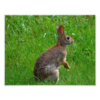 Foto Conejo de Cottontail Oriental