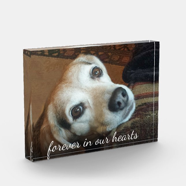 Foto Conmemorativa De mascotas Para Siempre En Nue (Izquierda)