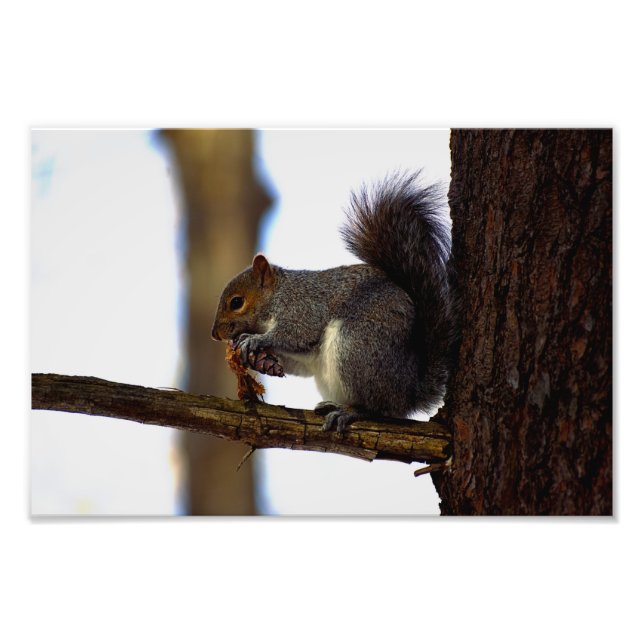 Foto cono de mina de pinecone (Frente)