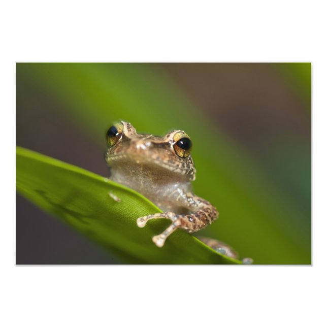 Foto Coqui común, Eleutherodactylus coqui (Frente)