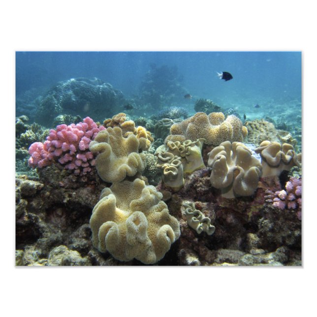 Foto Coral, arrecife de Agincourt, Gran Barrera de Cora (Frente)