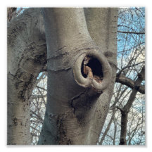 Corazón de árbol