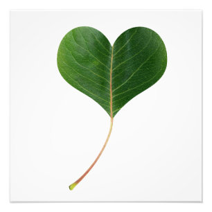 Foto Corazón de la hoja