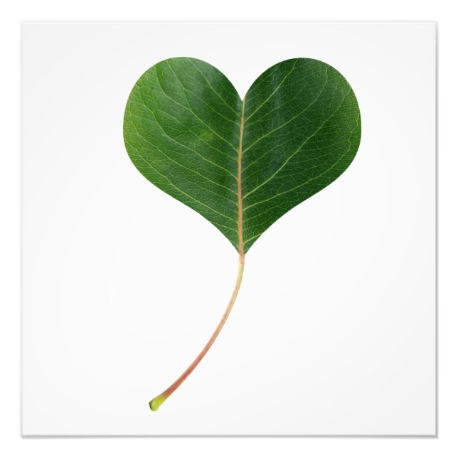 Foto Corazón de la hoja (Frente)
