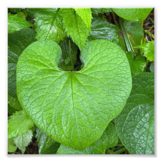 Foto Corazón de la Naturaleza