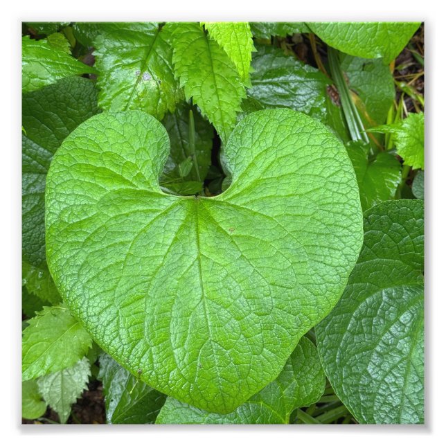 Foto Corazón de la Naturaleza (Frente)