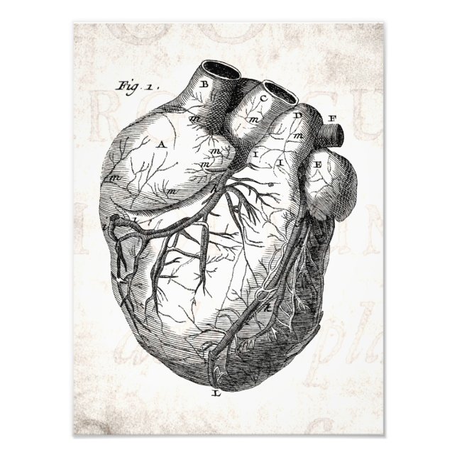 Foto Corazones de anatomía cardiaca retro vintage del s (Frente)