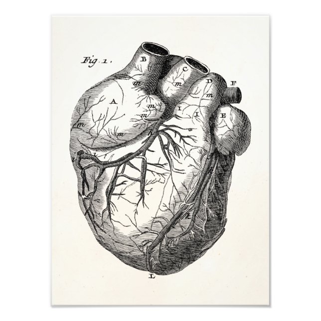 Foto Corazones de anatomía cardiaca retro vintage del s (Frente)