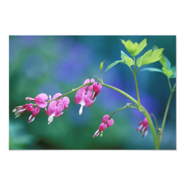 Foto Corazones rosados sangrando en el jardín. Crédito  (Frente)