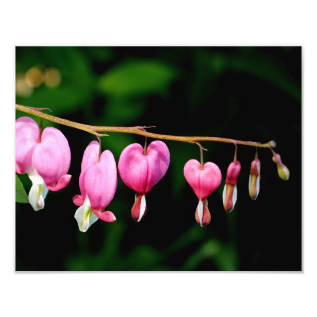 Foto Corazones sangrantes (Frente)