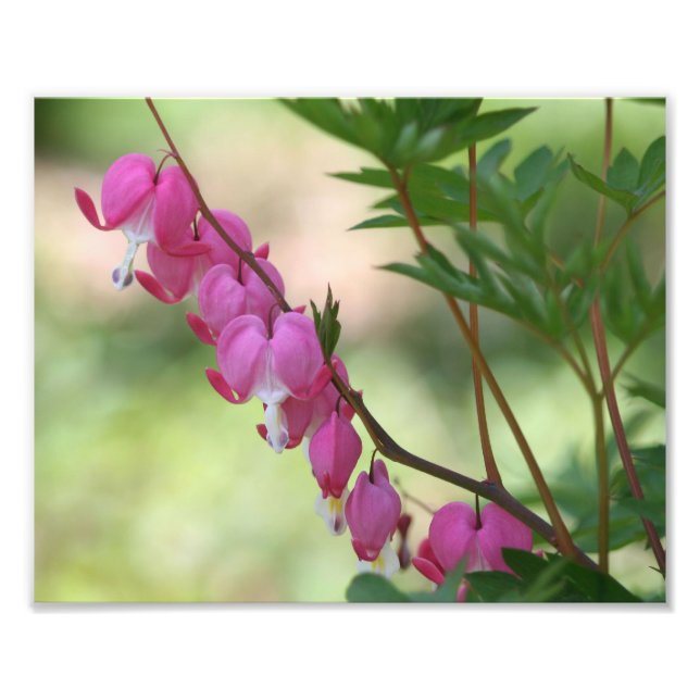 Foto Corazones sangrantes rosados 10x8 Flor (Frente)
