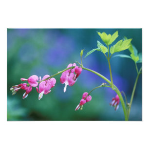 Foto Corazones sangrantes rosados en jardín. Créditos c