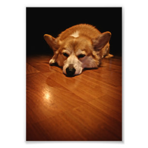 Foto Corgi en el suelo