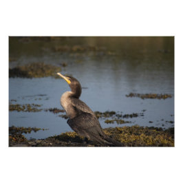 Foto Cormoralina de dos pechos