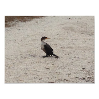 Foto Cormorant de doble cresta