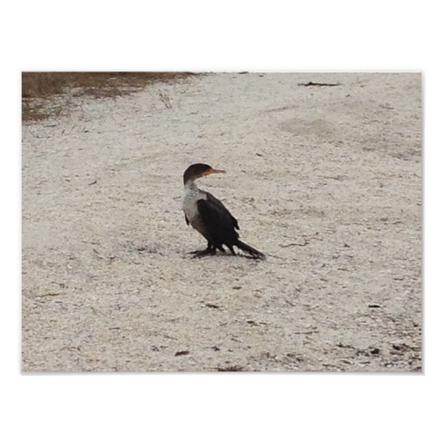 Foto Cormorant de doble cresta (Frente)