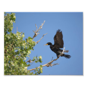 Foto Cormorant de doble cresta en el árbol