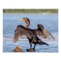 Cormorant de doble cresta en el lago Champlain