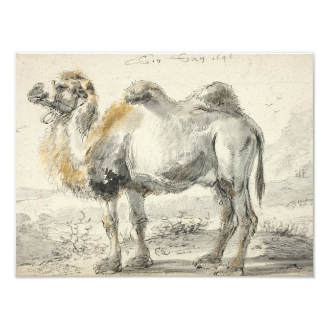 Foto Cornelis Saftleven - Un camello (Frente)