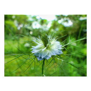 Foto Cornflower