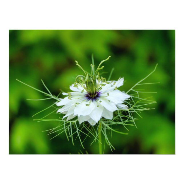 Foto Cornflower (Frente)