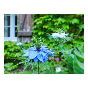 Foto Cornflower