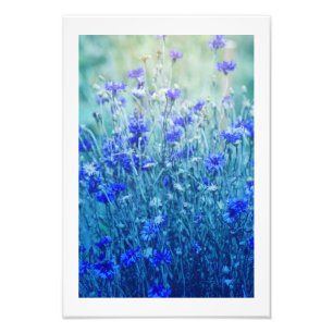 Foto Cornflowers
