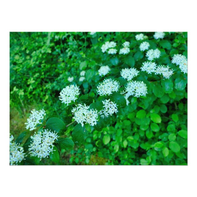 Foto Cornus sanguinea (Frente)