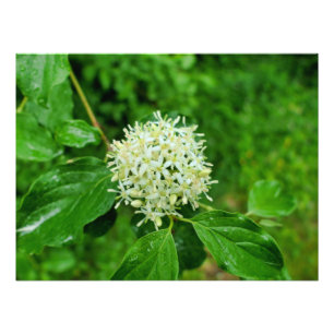Foto Cornus sanguinea