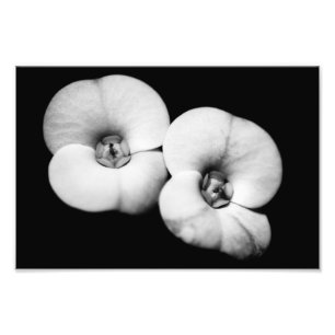 Foto corona de espinas